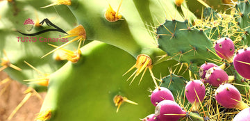 La fruta con más Antioxidantes del Reino Vegetal