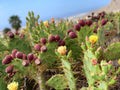 Finca Experience - Tuno Canarias