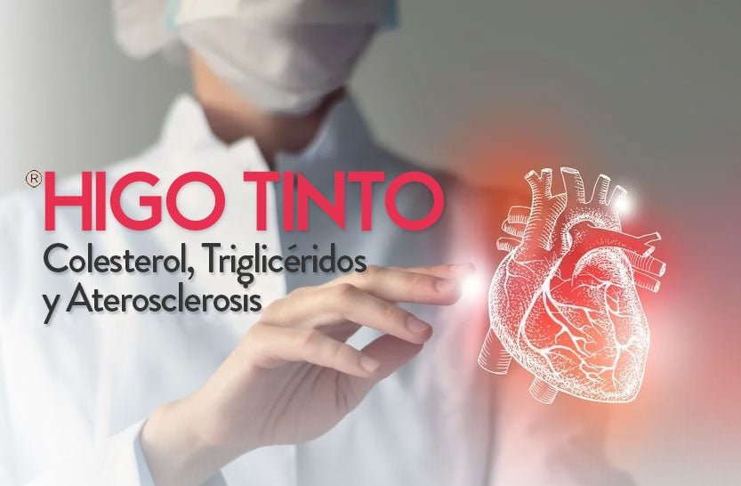 Estudio Científico: Efectos y mecanismos terapéuticos de la "Opuntia dillenii Haw" (TUNO CANARIO) sobre la Aterosclerosis, Colesterol, Triglicéridos y LDL - Tuno Canarias