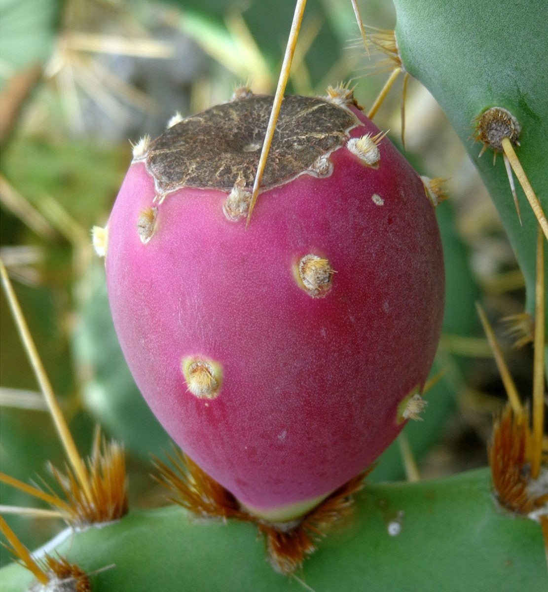 Opuntia Dillenii - Tuno Canarias
