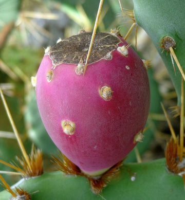 Opuntia Dillenii