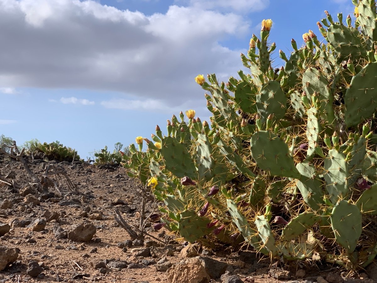 Finca Experience - Tuno Canarias