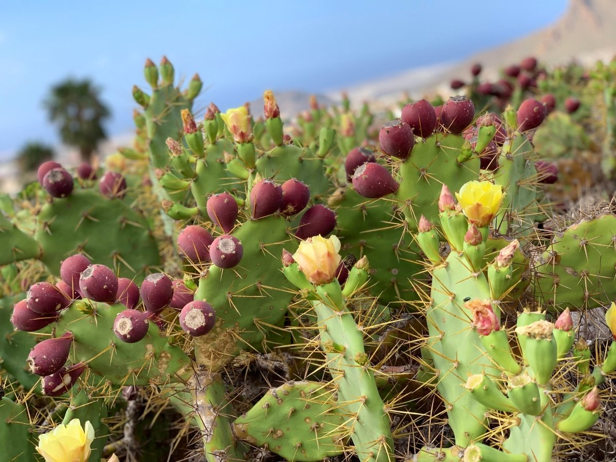 Finca Experience - Tuno Canarias