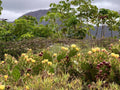 Finca Experience - Tuno Canarias