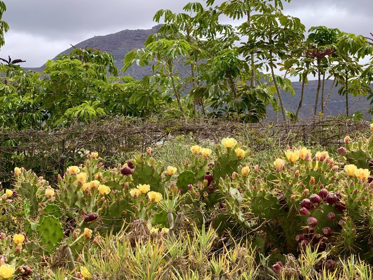 Finca Experience - Tuno Canarias