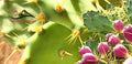 Finca Experience - Tuno Canarias