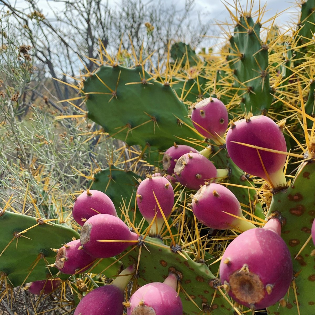 Finca Experience - Tuno Canarias